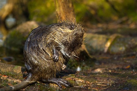 Nutria (Myocastor coypus) cleaning itself