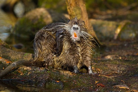 Nutria (Myocastor coypus) cleaning itself