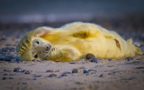 Newborn grey seal (Halichoerus grypus) with umbilical cord