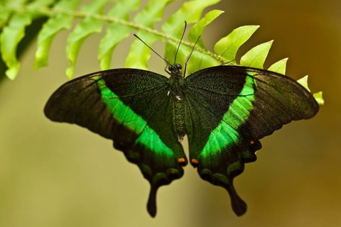 Emerald swallowtail (Papilio palinurus)