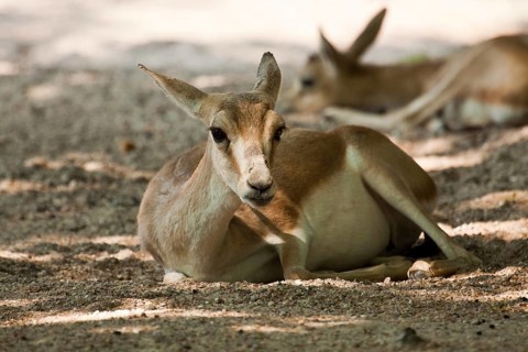 Persian goitered gazelle (Gazella subgutturosa subgutturosa)