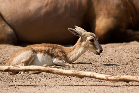 Persian goitered gazelle (Gazella subgutturosa subgutturosa)
