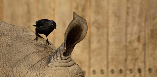 White rhinoceros with jackdaw, African habitat