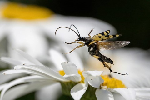 A spotted longhorn (Rutpela maculata) flies over a daisy flower, Hesse, Germany, Europe