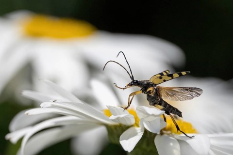 A spotted longhorn (Rutpela maculata) with open wings on a daisy, Hesse, Germany, Europe