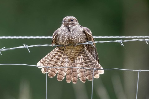 Nightjar, nightjar (Caprimulgus europaeus) sitting on a pasture fence, Emsland, Lower Saxony,
