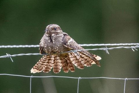 Nightjar, nightjar (Caprimulgus europaeus) sitting on a pasture fence, Emsland, Lower Saxony,