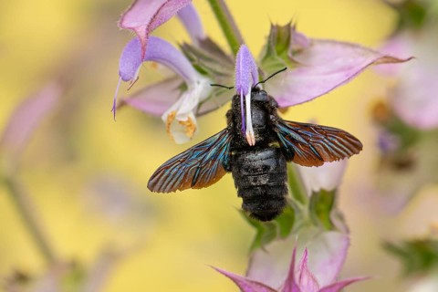 Macro photograph of a large wood bee (Xylocopa violacea) with iridescent wings on a clary (Salvia