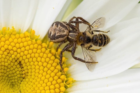 A brown crab spider or bush crab spider (Xysticus scalloped ribbonfish) with a captured bee on a
