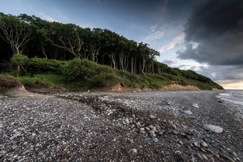 Steep coast, ghost forest, Nienhagen, Mecklenburg-Western Pomerania, Germany, Europe