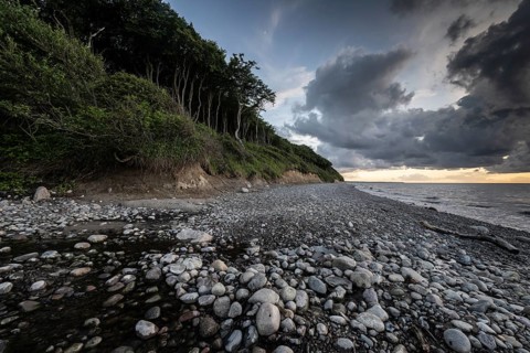Steep coast, ghost forest, Nienhagen, Mecklenburg-Western Pomerania, Germany, Europe