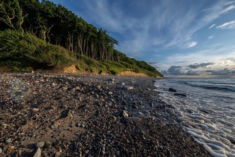 Steep coast, ghost forest, Nienhagen, Mecklenburg-Western Pomerania, Germany, Europe