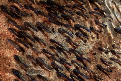 Blackfly (Simuliidae), larvae on stone under water in stream, Velbert, North Rhine-Westphalia,