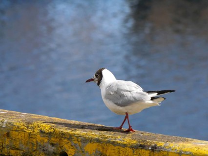 Black-headed Black-headed Gull