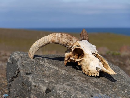Skull of a sheep skeleton in Iceland