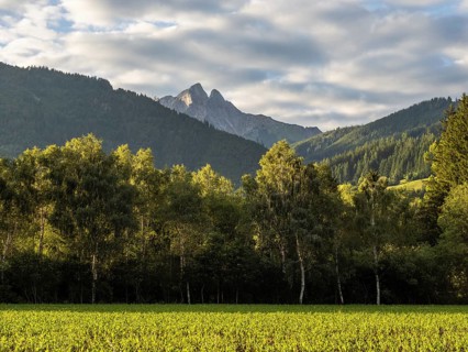 Field at the edge of the forest, behind the Admonter Reichenstein, near Gaishorn am See, Styria,