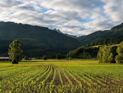 Field at the edge of the forest, behind the Admonter Reichenstein, near Gaishorn am See, Styria,