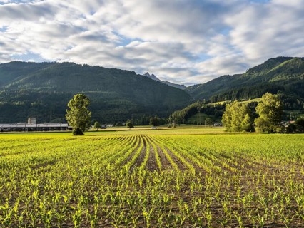 Field at the edge of the forest, behind the Admonter Reichenstein, near Gaishorn am See, Styria,