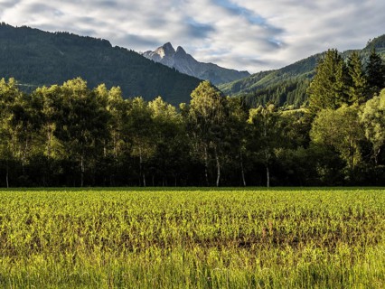 Field at the edge of the forest, behind the Admonter Reichenstein, near Gaishorn am See, Styria,