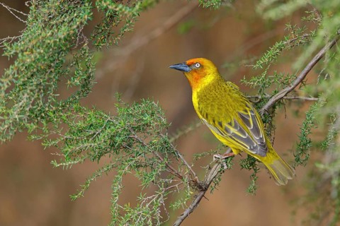 Cape weaver (Ploceus capensis), West Coast National Park, Langebaan, Western Cape, South Africa,