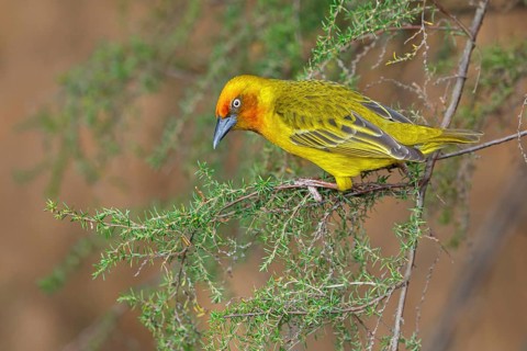 Cape weaver (Ploceus capensis), West Coast National Park, Langebaan, Western Cape, South Africa,