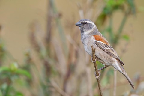 Cape sparrow (Passer melanurus), sparrow family, Sani Pass Surroundings, Underberg, KwaZulu-Natal,