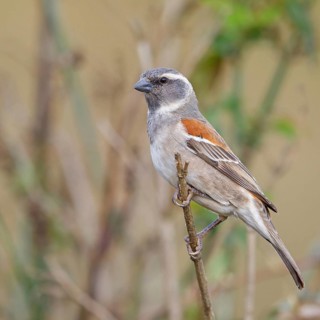 Cape sparrow (Passer melanurus), sparrow family, Sani Pass Surroundings, Underberg, KwaZulu-Natal,