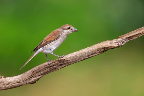 Red-backed shrike, red-backed shrike, thorn-backed shrike, family of shrikes, (Lanius collurio),