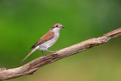 Red-backed shrike, red-backed shrike, thorn-backed shrike, family of shrikes, (Lanius collurio),