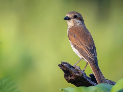 Red-backed shrike, red-backed shrike, thorn-backed shrike, family of shrikes, (Lanius collurio),