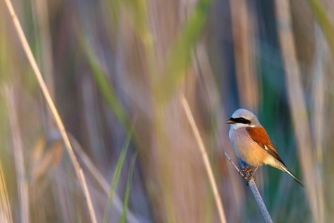 Red-backed shrike, red-backed shrike, thorn-backed shrike, family of shrikes, (Lanius collurio),
