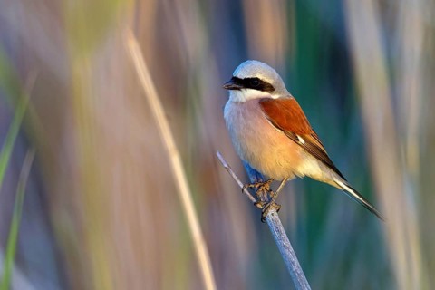 Red-backed shrike, red-backed shrike, thorn-backed shrike, family of shrikes, (Lanius collurio),