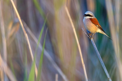 Red-backed shrike, red-backed shrike, thorn-backed shrike, family of shrikes, (Lanius collurio),