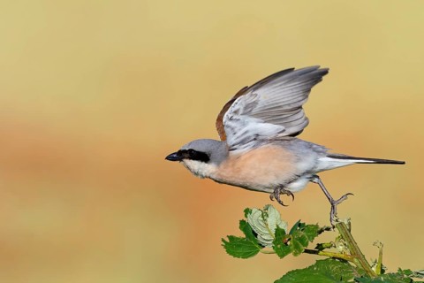 Red-backed shrike, red-backed shrike, thorn-backed shrike, family of shrikes, (Lanius collurio),