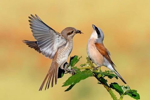 Red-backed shrike (Lanius collurio), pair, feeding, young bird, male and female, Hockenheim,