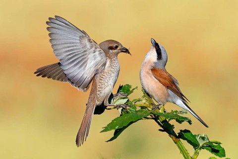 Red-backed shrike (Lanius collurio), pair, feeding, young bird, male and female, Hockenheim,