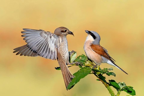 Red-backed shrike (Lanius collurio), pair, feeding, young bird, male and female, Hockenheim,