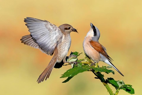 Red-backed shrike (Lanius collurio), pair, feeding, young bird, male and female, Hockenheim,