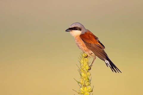 Red-backed shrike, red-backed shrike, thorn-backed shrike, family of shrikes, (Lanius collurio),