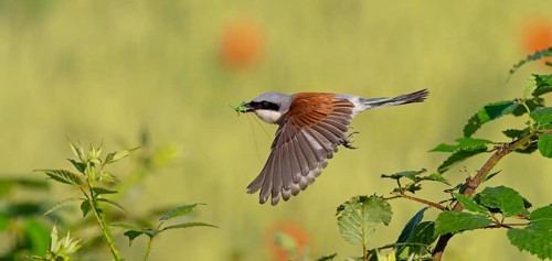 Red-backed shrike (Lanius collurio), male with prey, take-off, departure study, Hockenheim,