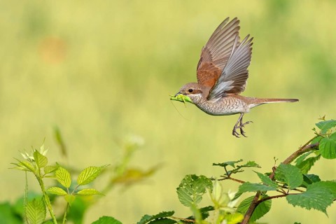 Red-backed shrike (Lanius collurio), female with prey, take-off, departure study, Hockenheim,