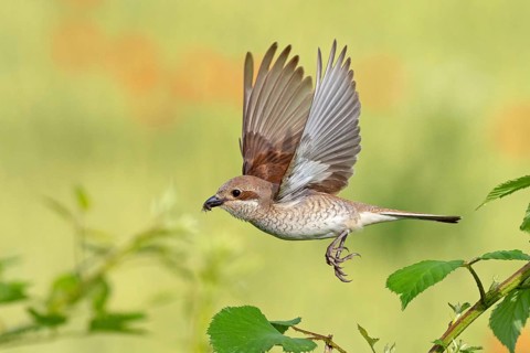 Red-backed shrike (Lanius collurio), female, departure photo, take-off, Hockenheim,