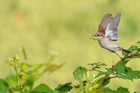 Red-backed shrike (Lanius collurio), female, departure photo, take-off, Hockenheim,