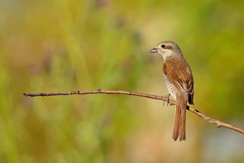 Red-backed shrike (Lanius collurio), female, district of Worms, Hockenheim, Baden-Württemberg,