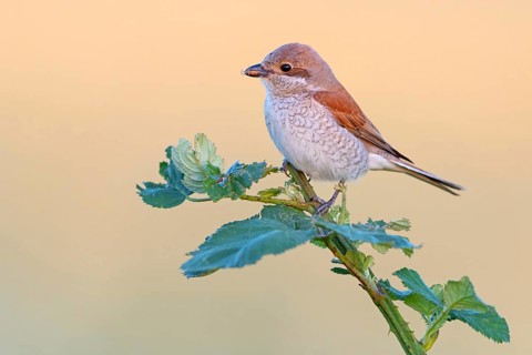 Red-backed shrike, red-backed shrike, thorn-backed shrike, family of shrikes, (Lanius collurio),
