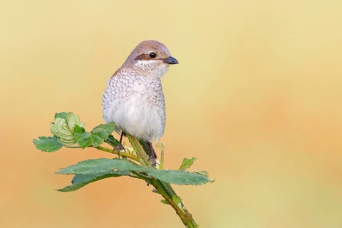 Red-backed shrike, red-backed shrike, thorn-backed shrike, family of shrikes, (Lanius collurio),