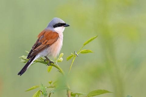Red-backed shrike, red-backed shrike, thorn-backed shrike, family of shrikes, (Lanius collurio),