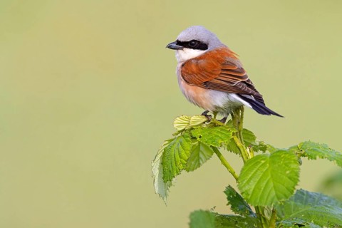 Red-backed shrike, red-backed shrike, thorn-backed shrike, family of shrikes, (Lanius collurio),