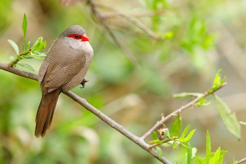 Wave-astrild, (Estrolda astrild), family of the splendid finches, Garden Route National Park,