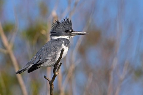 Belted kingfisher (Megaceryle alcyon), kingfisher on perch, Lake Kissimmee, Osceola County,